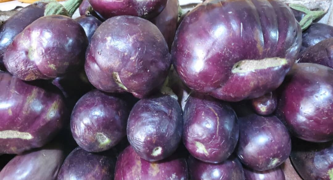 Egg plant
